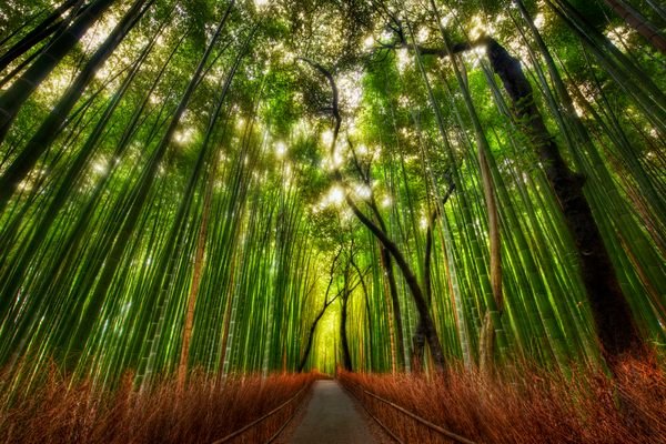 Sagano Bamboo Forest – Atlas Obscura