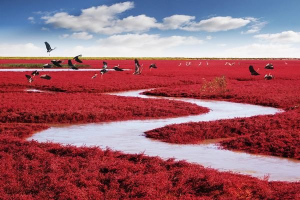 Panjin Shi, China

                
                  Red Beach 
                


                
                  A part of the world's largest marsh seems to be growing bright red Martian grass.