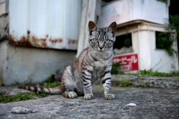 Cat Island – Atlas Obscura