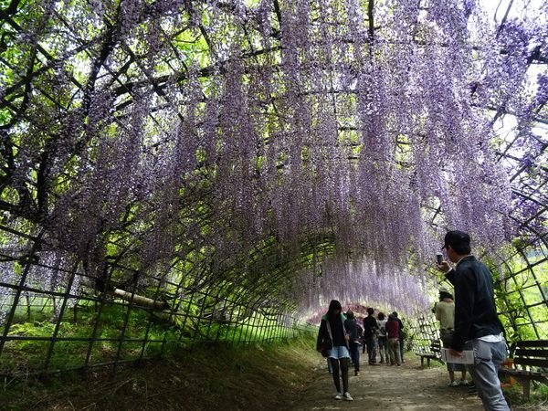 Wisteria Tunnel – Atlas Obscura